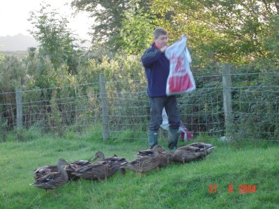  Malc feeding the 'carrier pigeons'!!