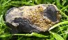 STURMANITE-1