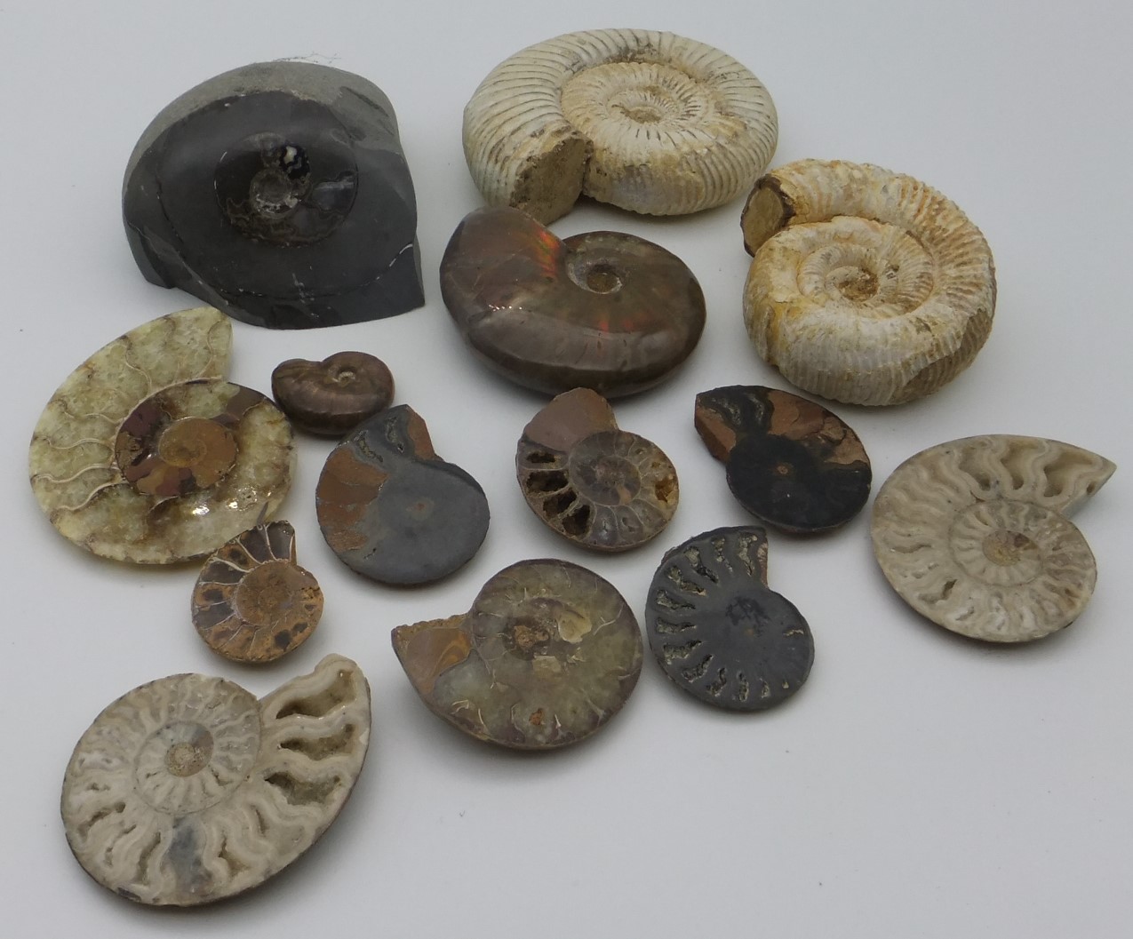 Ammonites - Natural and Polished